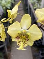Original phal phalaenopsis - phal,