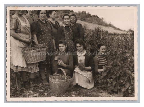 Weinlese kärnten frauen - -,