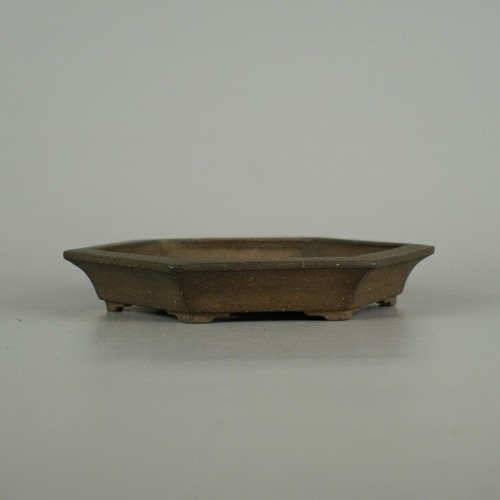 Koho 15cm mino - 15cm/5,9", bonsai