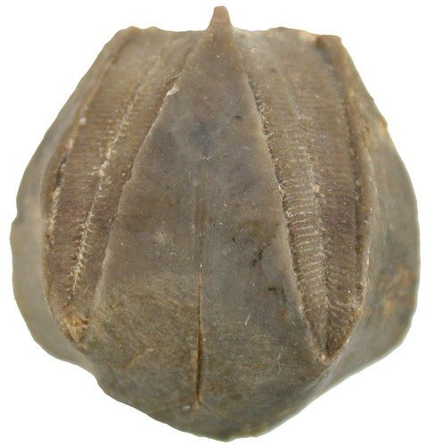 Karbon pentremites cherokeeus - karbon,