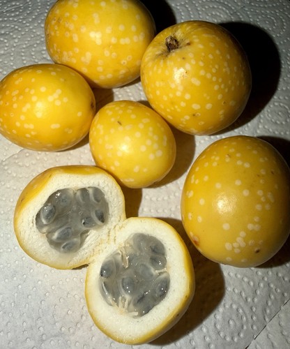 Passiflora spec riparia - passiflora, spec.