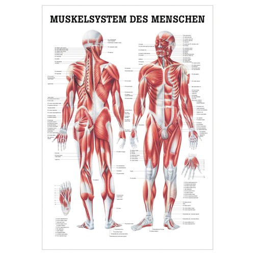 Menschliches muskelsystem - menschliches,