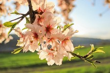 2 winterharte Mandel-Bäume lachs schnellwüchsig exotisch Pflanzen für den Garten