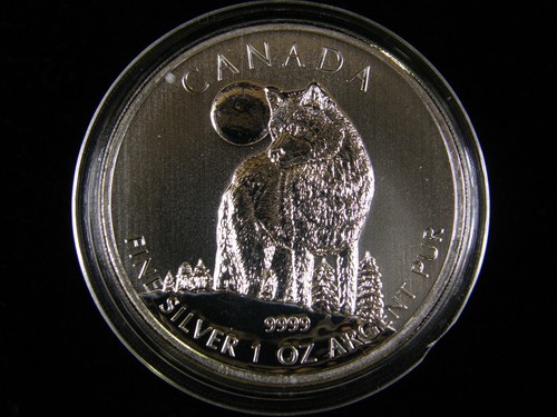 Kanada timber wolf - wolf, 5