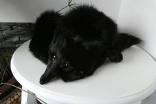 Fuchs Stola Kragen Schal 118