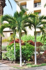 Weihnachtspalme - Veitchia