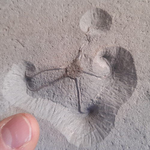Fossil schlangenstern brittle - schlangenstern,