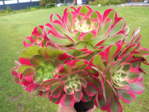 Aeonium pink lady - pink,