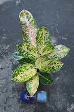 Forsale Aglonema Antik Rare