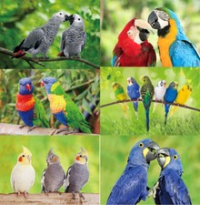 3 D Ansichtskarte Papageien Vögel Postkarte Wackelkarte Hologrammkarte Bild Ara