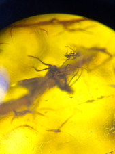 Bernstein, baltisch, Mücke u.a. Inklusen, Sternhaare, 2 g, 27 mm (10-3)