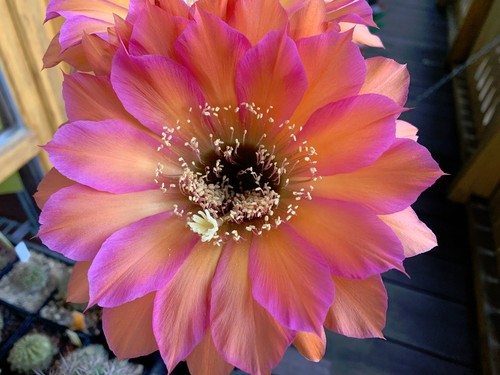 Echinopsis tricocereus pluto - echinopsis,tricocereus,,