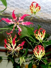 Gloriosa superba (Nr.3) , Feuerlilie, Ruhmeskrone, zwei mittlere Pflanzenknolle