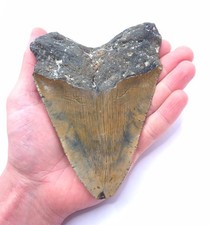 Megalodon shark tooth 5cm - megalodon, 14.5cm