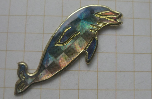 Delphin delfin ozean - delfin,