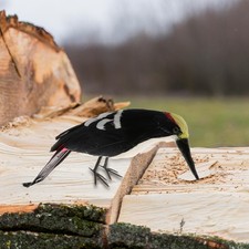 Simulation Specht Modell