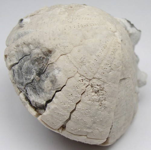 Seeigel echinocorys sulcata - echinocorys,