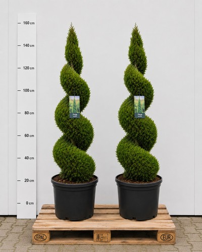 Thuja smaragd spirale - thuja,