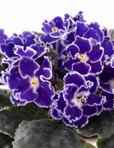 African violet plant luntik - plant, le
