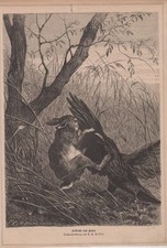 Orig. Holzstich: Kolkrabe und