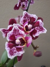 Phalaenopsis Multiflora