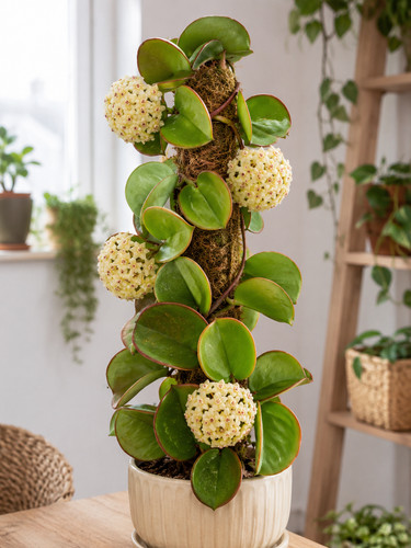 8000448 hoya rotundifolia - 8000448,