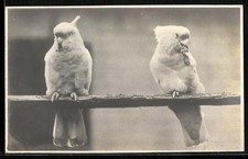 Ansichtskarte Zwei Kakadus auf einer Stange 