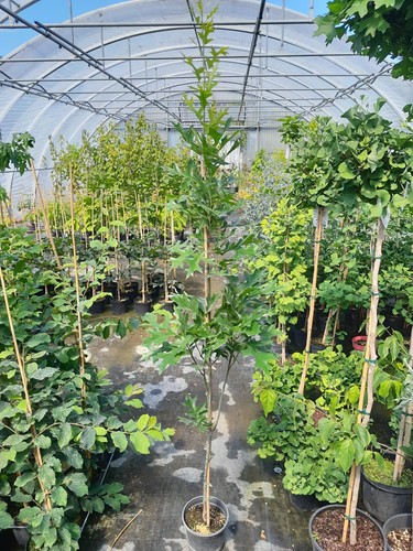 Quercus palustris green pillar - quercus,