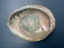 Abalone Muschel 15cm Meerohr Perlmutt Seifenschale Schmuck Räuchern Deko Bad