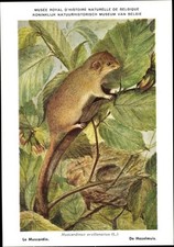 Künstler Ak Muscardinus