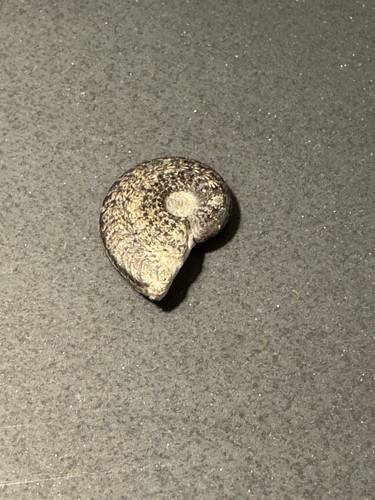 Top ammonit schnecke - ammonit,