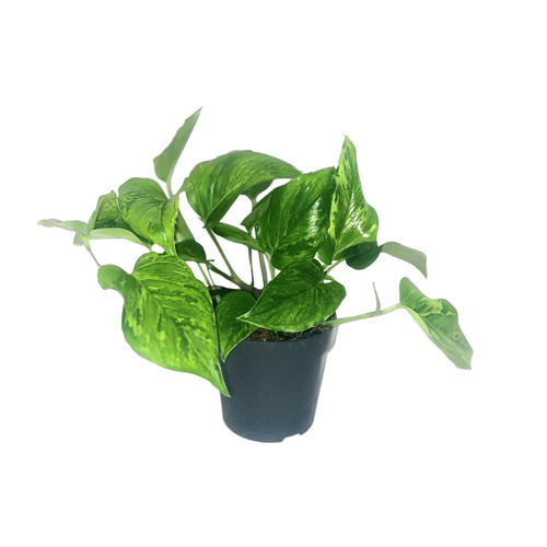 Scindapsus pictus trebie - scindapsus,