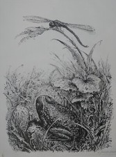 A. PAUL WEBER, Original Lithographie 1956, signiert, Libelle und Kröte