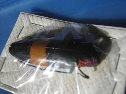 Buprestidae-Juwelenkäfer