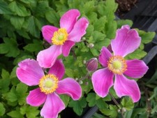 Staude herbst anemone - staude,