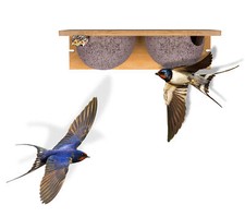 Doppel Schwalbennest Schwalben