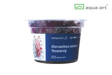 Aqua Art In Vitro Alternanthera reineckii 'Rosanervig'