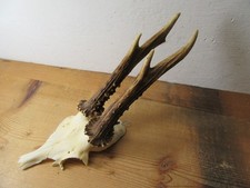 Schönes Rehgeweih Gehörn