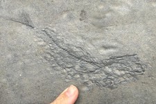 Makrele PALIMPHYES ELONGATUS