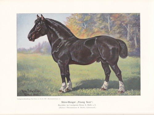 Shire horse young scot - shire, scot"