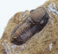Trilobit, Rhenocynproetus