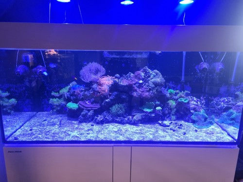 Meerwasser aquarium aqua medic - aquarium,