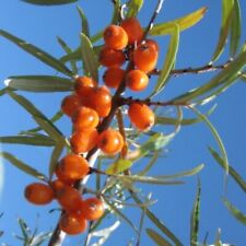 Askola weiblicher Sanddorn Pflanze Hippophae rhamnoides vitamin C reiche Früchte