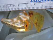 Kopal, Copal, junger Bernstein