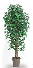 artplants Kunst Ficus