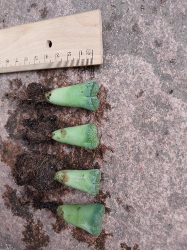 Lithops lebender stein - lithops,