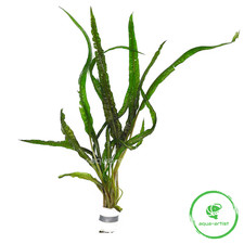 Cryptocoryne balansae