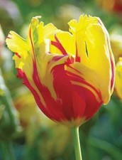 Gelb-rote  Papageien-Tulpen "Texas Gold"  Gr. 11/12 Blumenzwiebeln