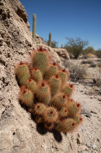 Mammilaria spinosissima red - mammilaria, spinosissima,red