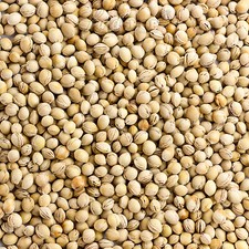 10 kg Kirschkerne Kirschsteine